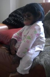 we are giving our cute babies chimpanzee for adoption