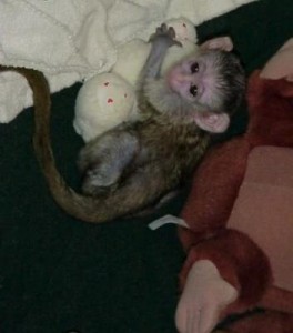 CAPUCHIN MONKEY DESPERATELY LOOKING FOR A NEW HOME contact us for more information via email ( amanda.kids24@gmail.com)