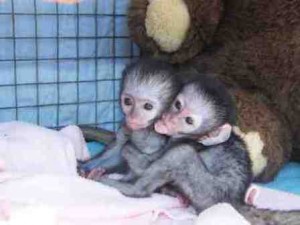 Home trained Capuchin monkeys for adoption