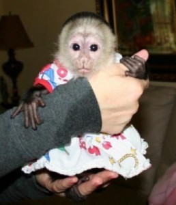 Adorable baby capuchin monkey for adoption