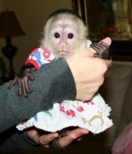 Well house trained female baby capuchin monkey for adoption.