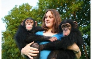 Available Now Male And Female Babies Chimpanzee