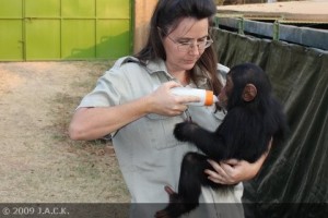  Gorgeous Baby chimpanzees for adoption