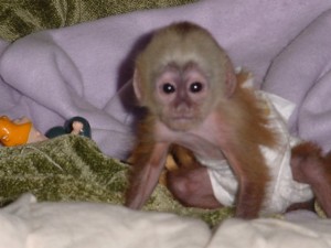 Healthy capuchin monkys for adoption