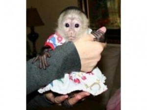 Affectionate white face female baby capuchin monkey for adoption