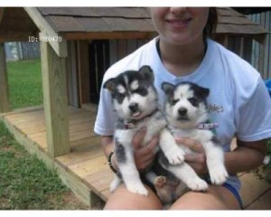 SIBERIAN HUSKY PUPPIES FOR ADOPTION