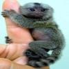  Pygmy Marmoset - The Smallest Monkeys for adoption,