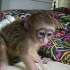 Healthy Capuchin Monkeys For Good Homes