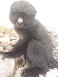 Adorable white nose spider monkeys for adoption!!