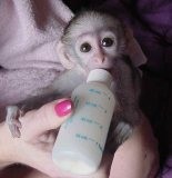 male and female capuchin monkeys for  Adoption
