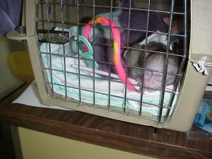 17 WEEKS OLD BABY CAPUCHIN MONKEY FOR ADOPTION