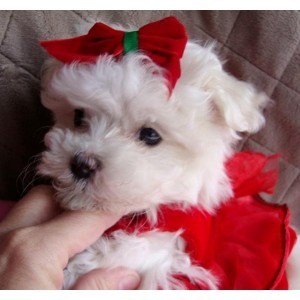 cute maltese puppies for adoption