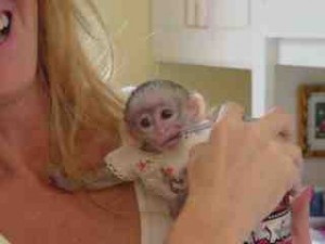 Adorable and Healthy Capuchin Monkeys For Adoption