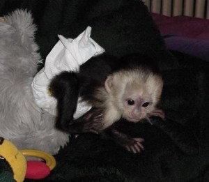 Affectionate white face female baby capuchin monkey for adoption