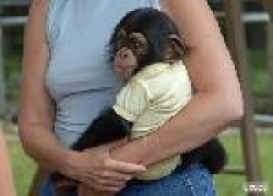 INTELLIGENT BABY CHIMPANZEE SEEKING FOR  SEEKING NEW HOME