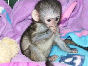 Adorable baby capuchin monkeys