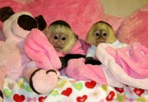 Babies capuchin monkeys male and female