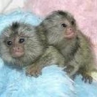 Pygmy Marmoset - The Smallest Monkeys for adoption,