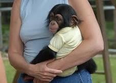 Baby chimpanzee for sale