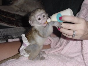 Palyful Capuchin Monkey Looking For A Loving Home