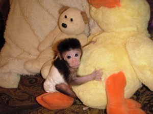 Georgous capuchins monkeys available 