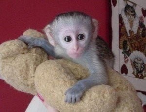 cream face female and male babies capuchin monkey for adoption...