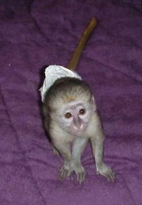 CUTE BABY MALE CAPUCHIN MONKEY FOR ADOPTION.