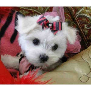 Teacup Maltese Puppies ( Purse Sizes) For adoption