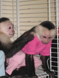 healthy vet checked capuchin monkey for adoption 