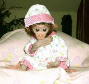 potty trained capuchin monkeys babies for rehoming