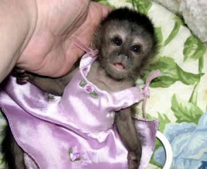 Gorgeous baby Capuchin monkeys for sale
