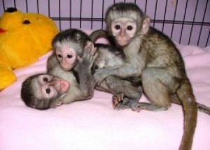 Very cute baby capuchin monkeys