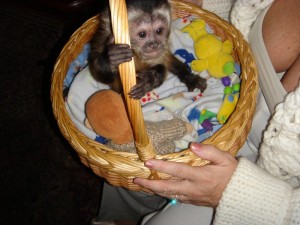 Baby Capuchin Monkeys Available
