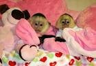 capuchin monkeys