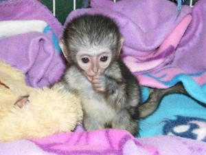 We have available lovely Baby capuchin monkey