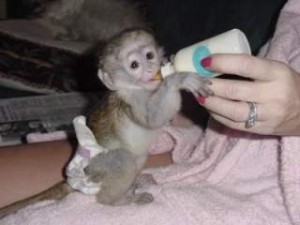 CUTE BABY MALE CAPUCHIN MONKEY FOR ADOPTION.