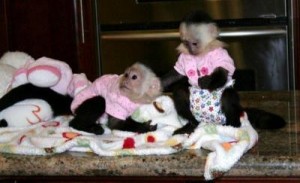 cute baby capuchin monkeys ready to go now