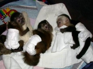 cute baby capuchin monkeys ready to go now