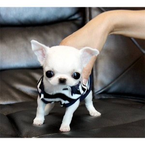 T-cup Mini Micro Chihuahua Puppy for Rehoming