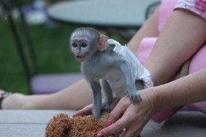 13 weeks old albino cappuccino monkey for a lovely home