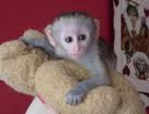 !!!!Adorable baby Capuchin monkey for free adoption!!!!