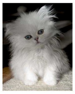 CFA Reg DOll Face &amp; Teacup Persian kittens Free to go now??