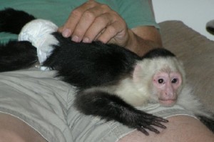 Affectionate Capuchin s and other primates for Sale!!!