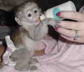 Healthy Baby Capuchin Monkeys
