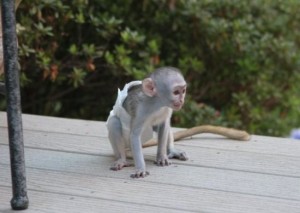 Capuchin Babies Ready For Free Adoption