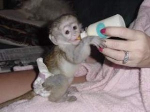 Well Tamed Affectionate Angelic Baby Capuchin Monkey For Free Adoption
