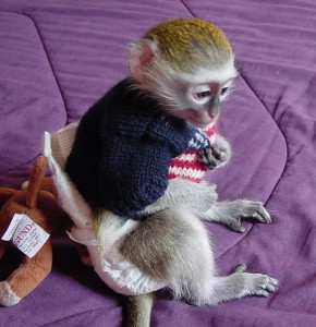  Palyful Capuchin Monkey Looking For A Loving Home
