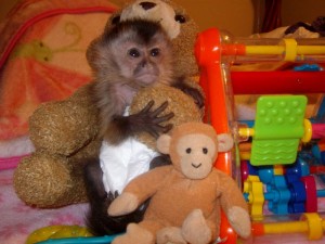 Male and Female capuchins monkeys for re-homing.