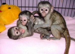 Triplet capuchin monkeys availaible