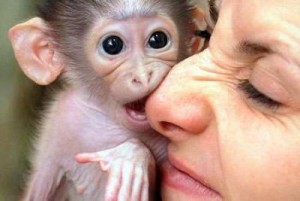 Adorable &amp; Sweet  Baby Monkey for adoption to Approved homes.